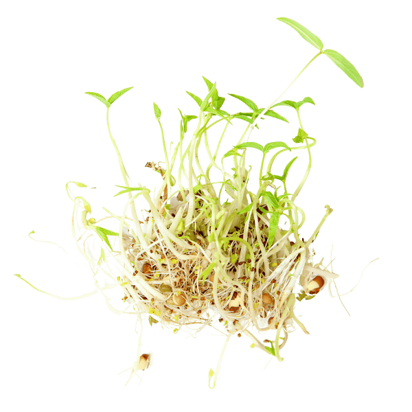 Close view of Sproutman Organic Beans + Greens Sprouting Seed blend