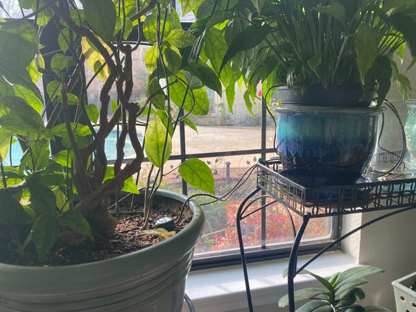 Blumat Classic ceramic cone inserted into potting soil connected to reservoir for self-watering plant care