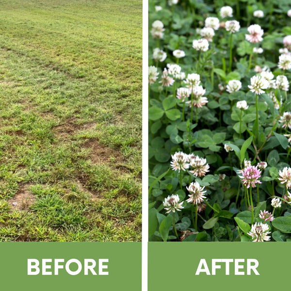 🌿 Dutch White Clover Eco-Friendly Seeding Kit (LIMITED TIME)