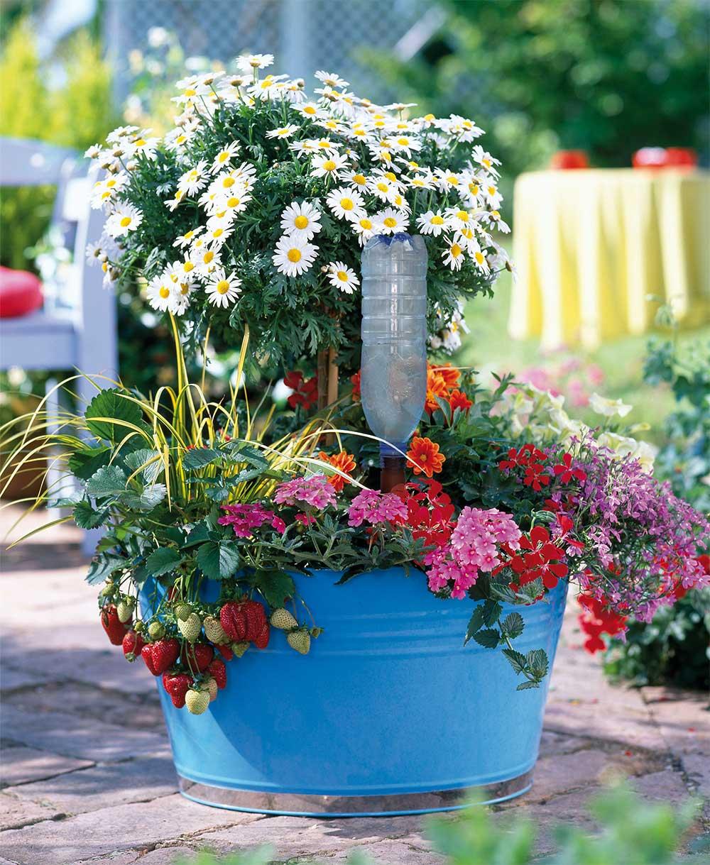 Colorful flower pot with daisies and other flowers on a patio