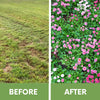 Before and after comparison of a grassy area with flowers