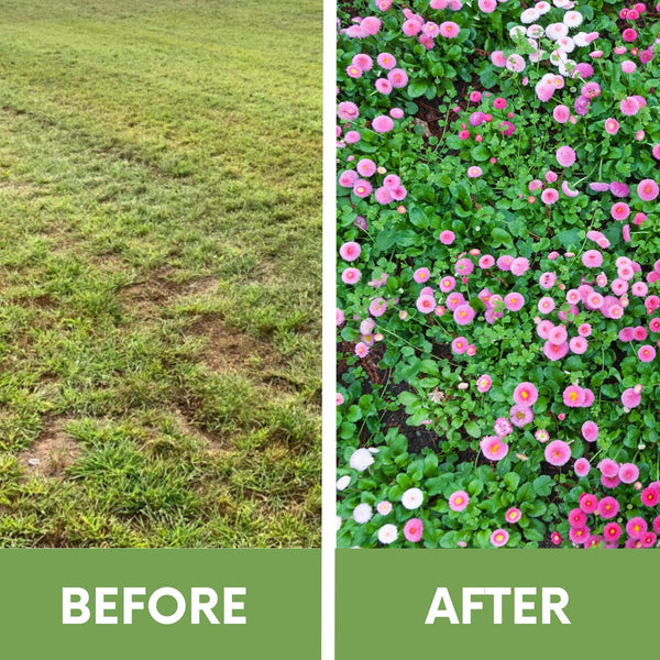 Before and after comparison of a grassy area with flowers