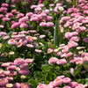 Field of pink flowers with green leaves