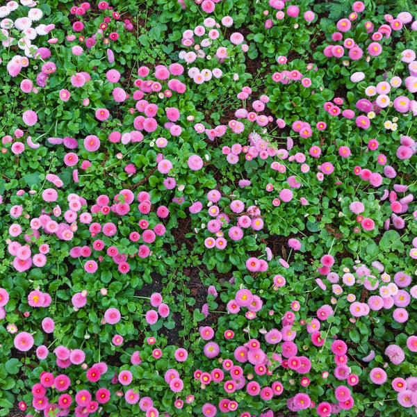 Close-up of pink flowers with green leaves