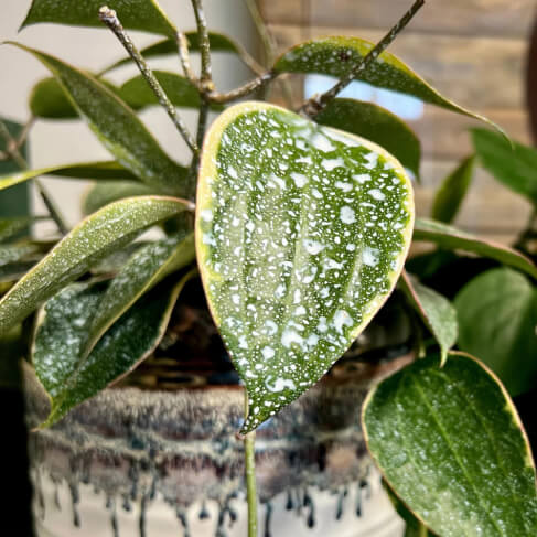 Close-up of a potted plant with water droplets on the leaves