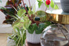 Expandable Blumat Classic irrigation system watering multiple indoor houseplants without electricity or timers