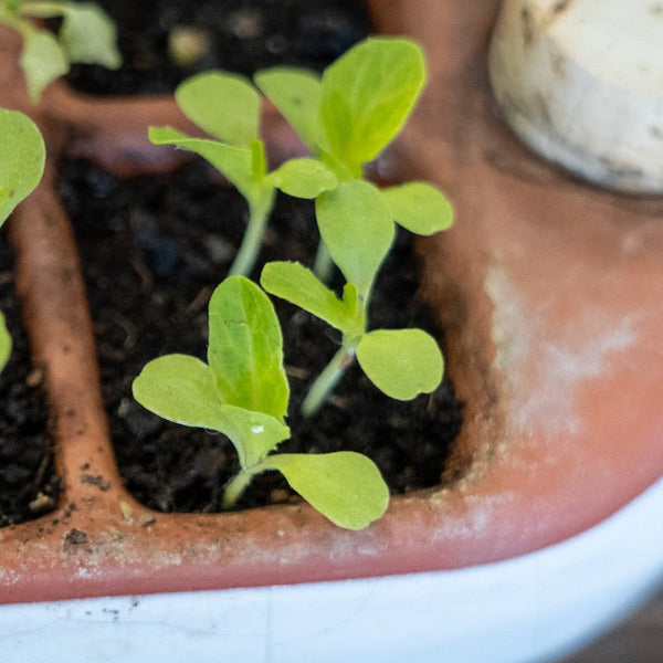 Small green seedlings in a pot with soil