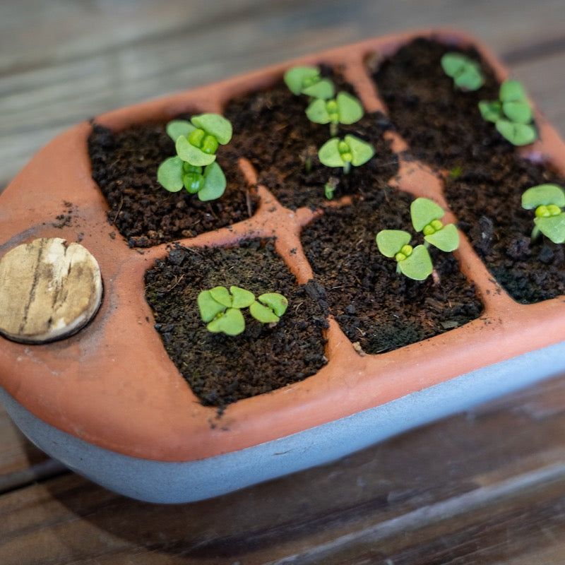Seedlings in a small seed tray on a wooden surface