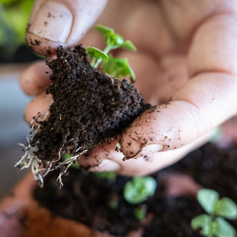 Hand holding a small plant with soil, focusing on the connection between human and nature.