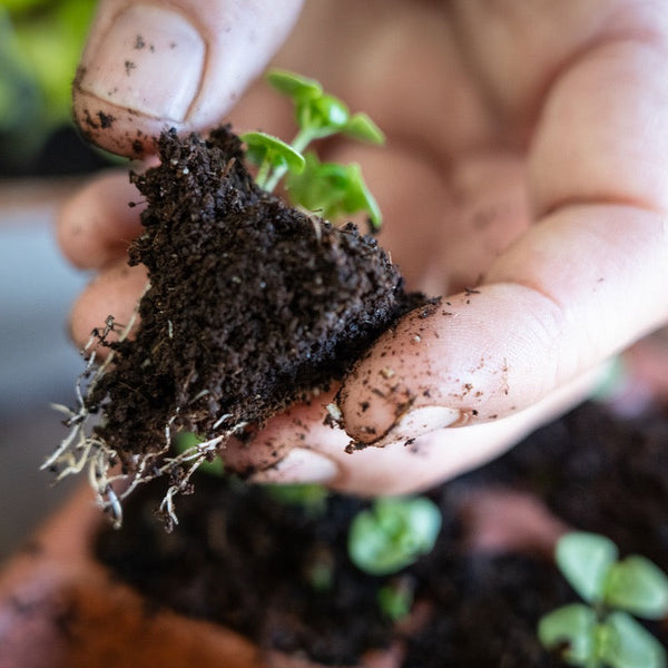 Hand holding a small plant with soil, focusing on the connection between human and nature.