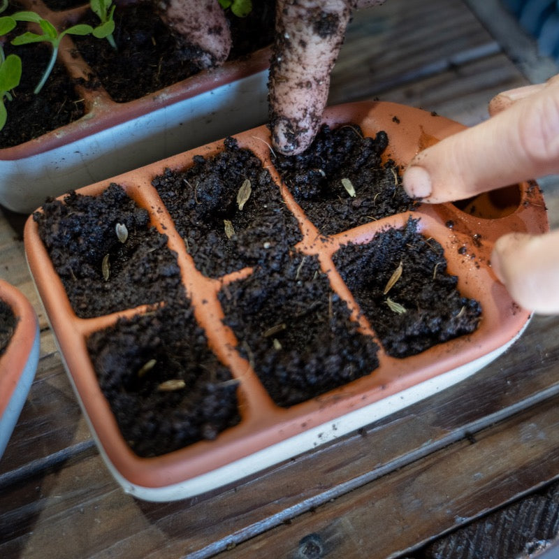 Person planting a small plant into a seedling tray with soil.