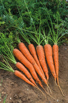 Freshly harvested Danvers carrots with vibrant orange colour and tapered tips