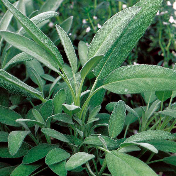 Seattle Seed Company Broadleaf Sage seed packet for culinary herb growing