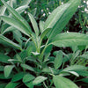 Seattle Seed Company Broadleaf Sage seed packet for culinary herb growing