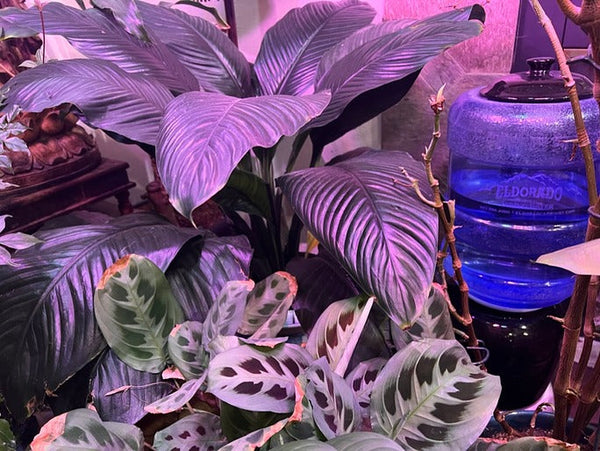Full vacation watering kit setup showing supply line running between multiple indoor houseplants