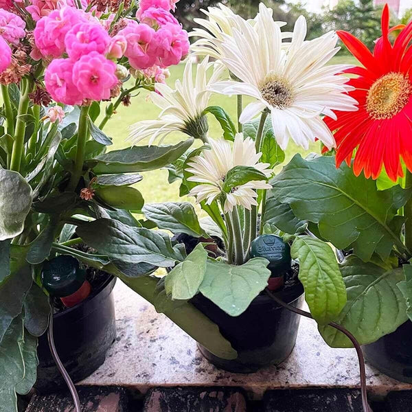 Potted plants with pink, white, and red flowers on a stone surface.