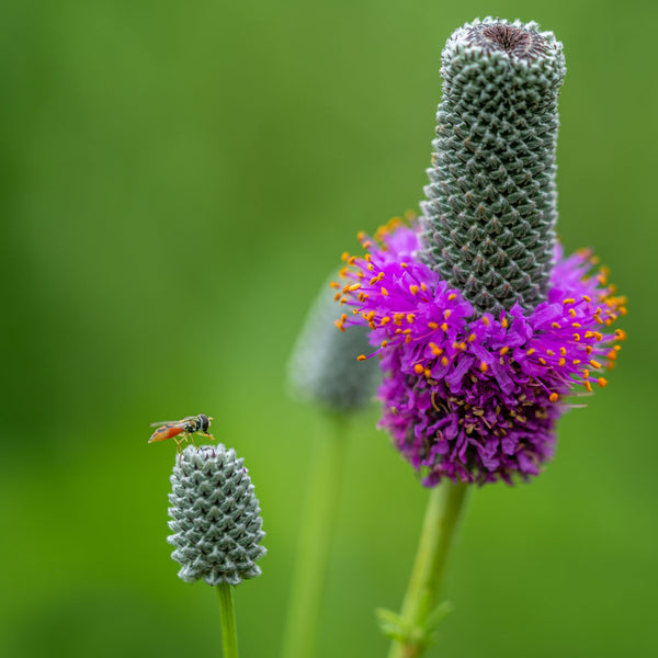 Purple flower with a bee on a green background