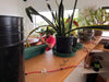 Blumat Classic watering kit setup showing mainline tubing connected to water reservoir bucket