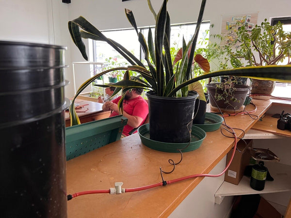 Blumat Classic watering kit setup showing mainline tubing connected to water reservoir bucket