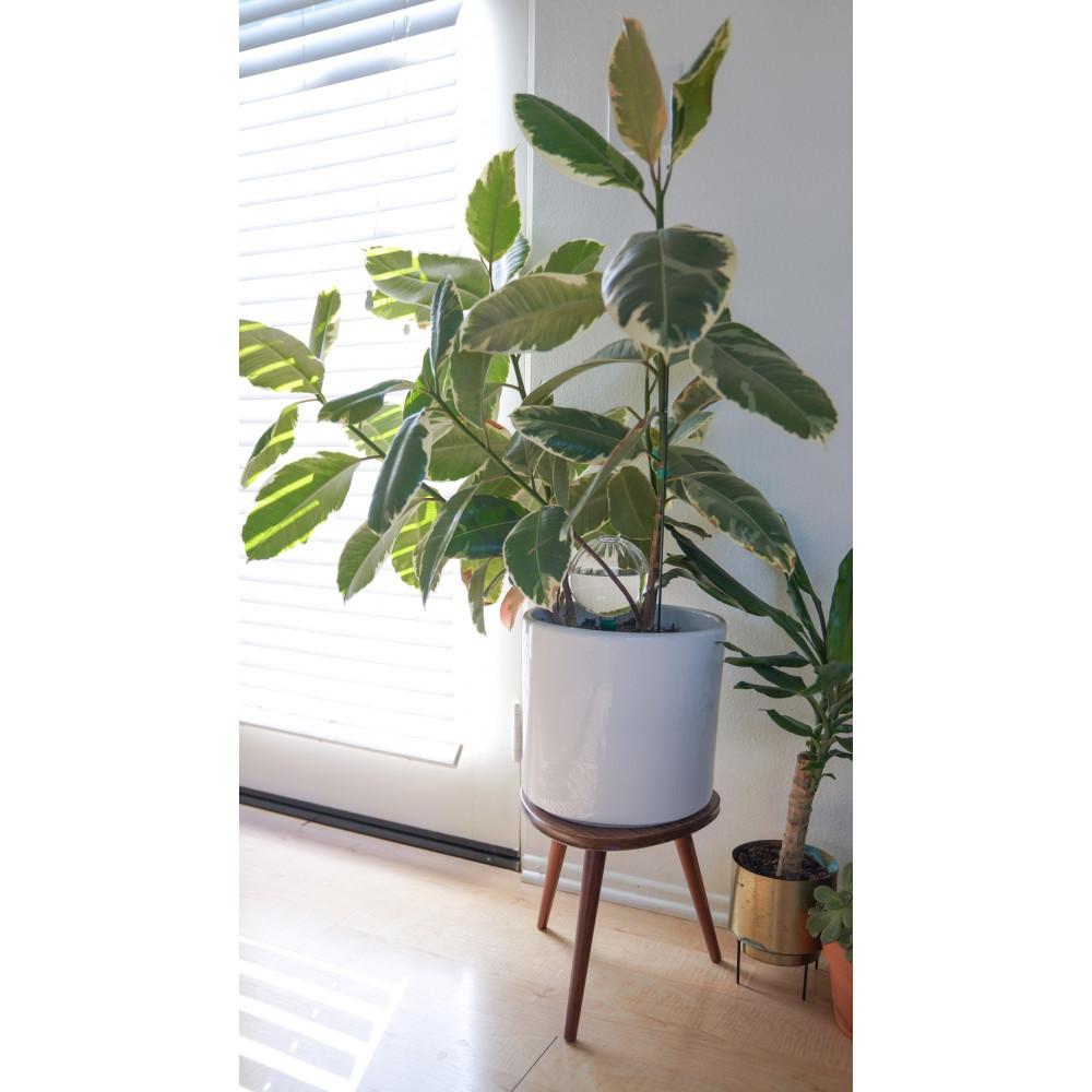 Potted plant on a small wooden stand in a room with a window
