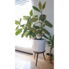 Potted plant on a small wooden stand in a room with a window