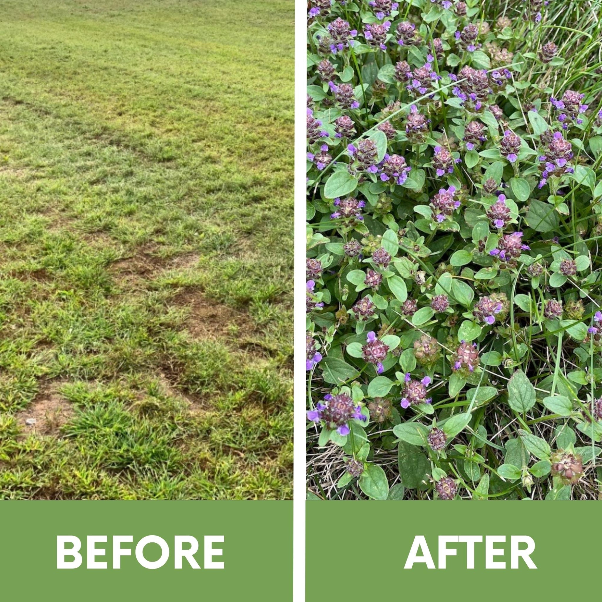 Before and after comparison of a grassy area with weeds and flowers.