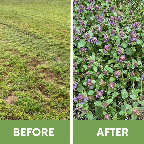Before and after comparison of a grassy area with weeds and flowers.