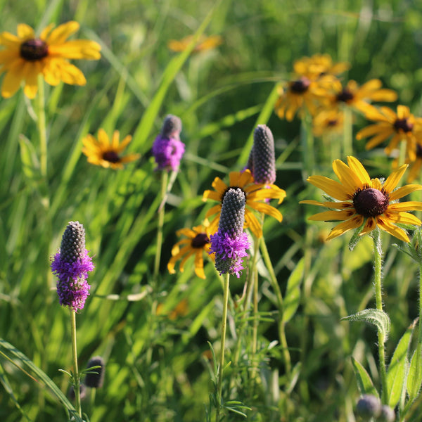 Yellow and purple wildflowers in a grassy field