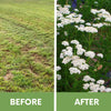 Before and after comparison of a grassy area with white flowers.