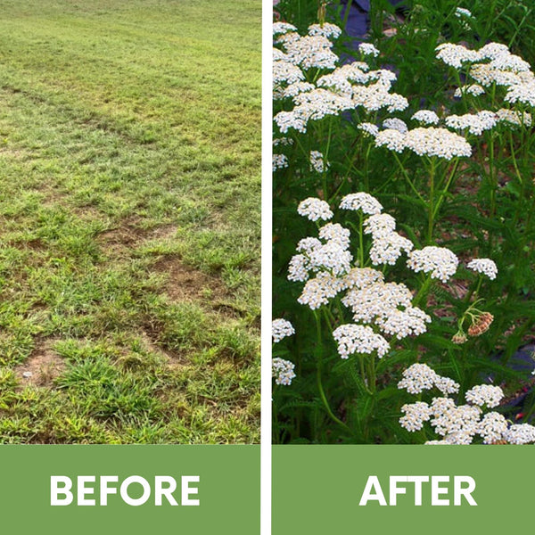 Before and after comparison of a grassy area with white flowers.