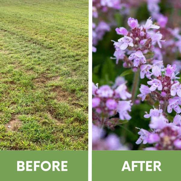 Creeping Thyme Easy Spread Shaker: Your Eco-Friendly Flowering Lawn Solution