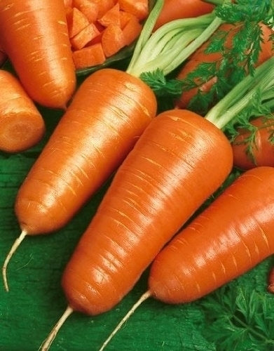 Fresh Chantenay Red Core carrots harvested from a home garden