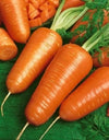 Fresh Chantenay Red Core carrots harvested from a home garden