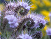 Close-up of Lacy Phacelia flowers showing intricate lacy petals, a favourite nectar source for honeybees