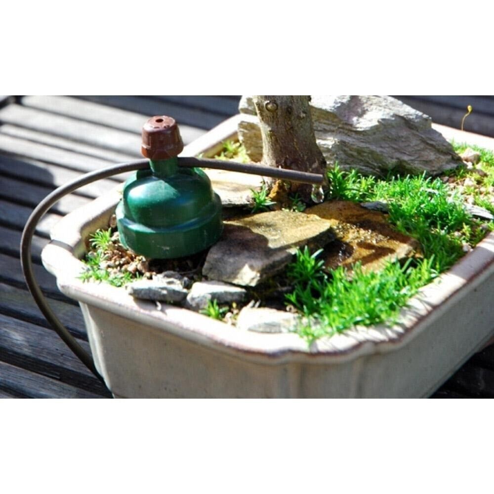 Bonsai tree with healthy green foliage being watered automatically by a Blumat sensor