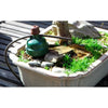 Bonsai tree with healthy green foliage being watered automatically by a Blumat sensor
