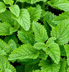 Fresh lemon balm leaves close-up — aromatic culinary and medicinal herb, natural mosquito repellent
