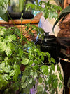 Blumat Classic dripper inserted into houseplant pot connected to 8mm red supply line tubing