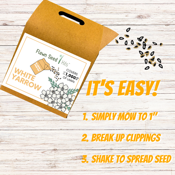 White Yarrow Eco-Friendly Seeding Kit
