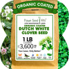 Dutch White Clover Seed: Your Resilient, Drought-Tolerant, Eco-Friendly Lawn Solution