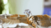 The Great Eagle Golden Armor Mechanical Model Kit