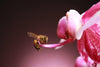 Bee on a pink flower with a blurred background
