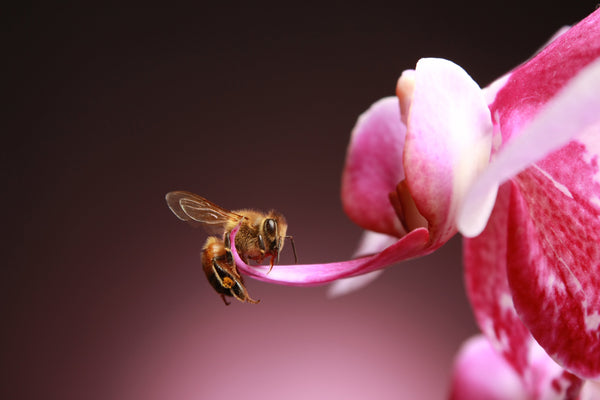 Bee on a pink flower with a blurred background