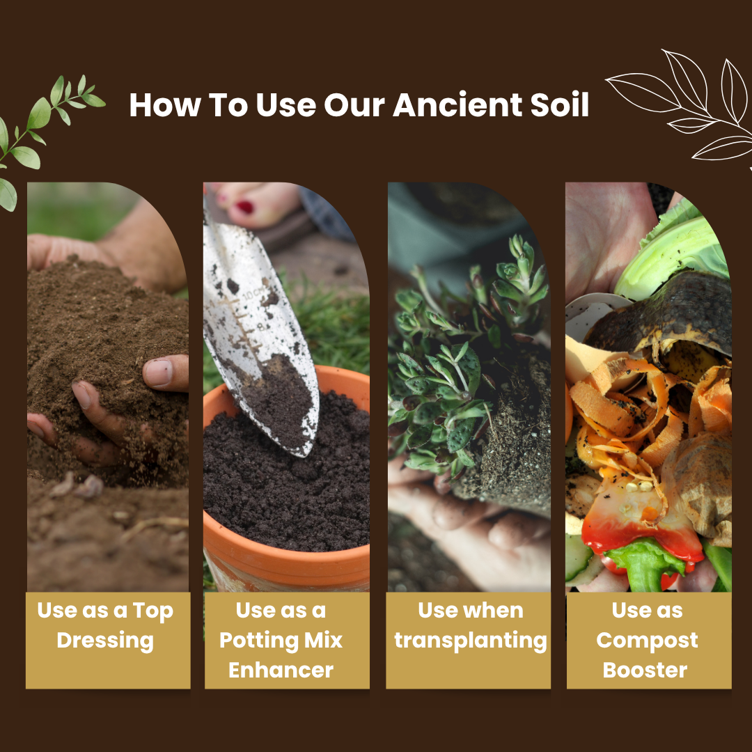 🌱 Ancient Soil – Organic Living Soil for Thriving Plants
