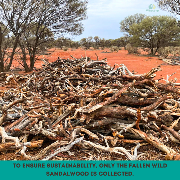 Pile of fallen sandalwood logs in a desert-like landscape with trees and clear sky.