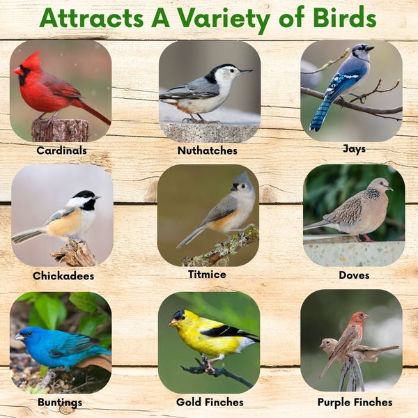 Backyard Birder's Wild Bird Seed Blend