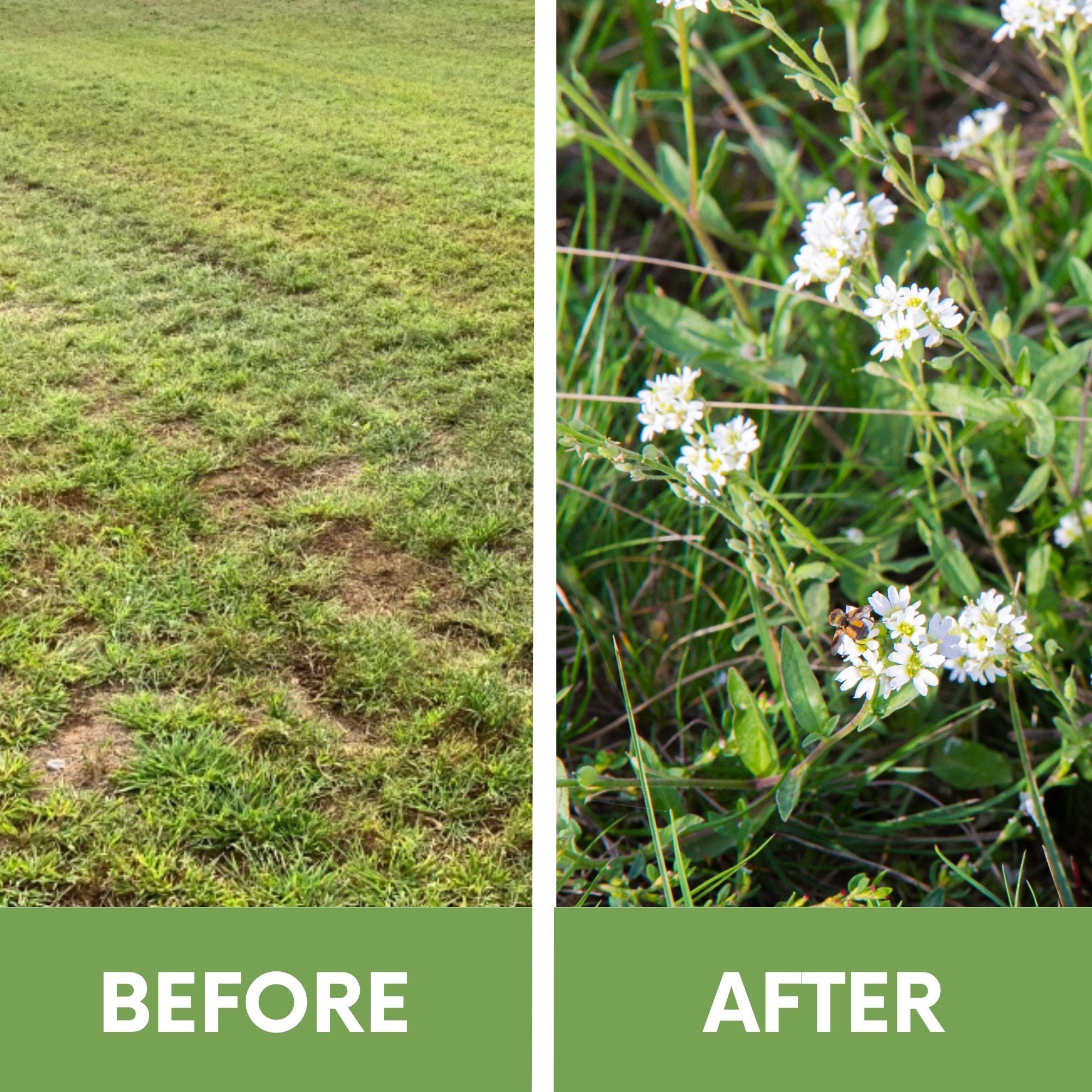 Sweet Alyssum Carpet of Snow Seed Pouch: Fragrant White Blooms for Your Eco-Friendly Lawn
