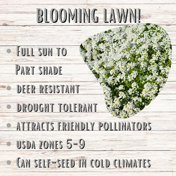 Sweet Alyssum Carpet of Snow Seed Pouch: Fragrant White Blooms for Your Eco-Friendly Lawn