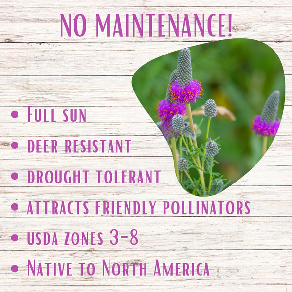 Purple flower with text highlighting maintenance-free characteristics on a wooden background