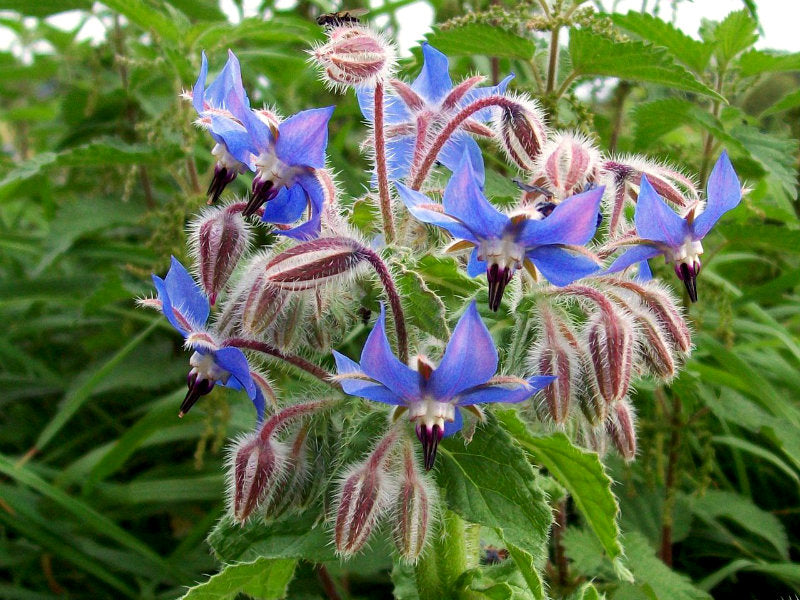 Close-up of Borago officinalis borage plant with blue star-shaped edible flowers in full bloom